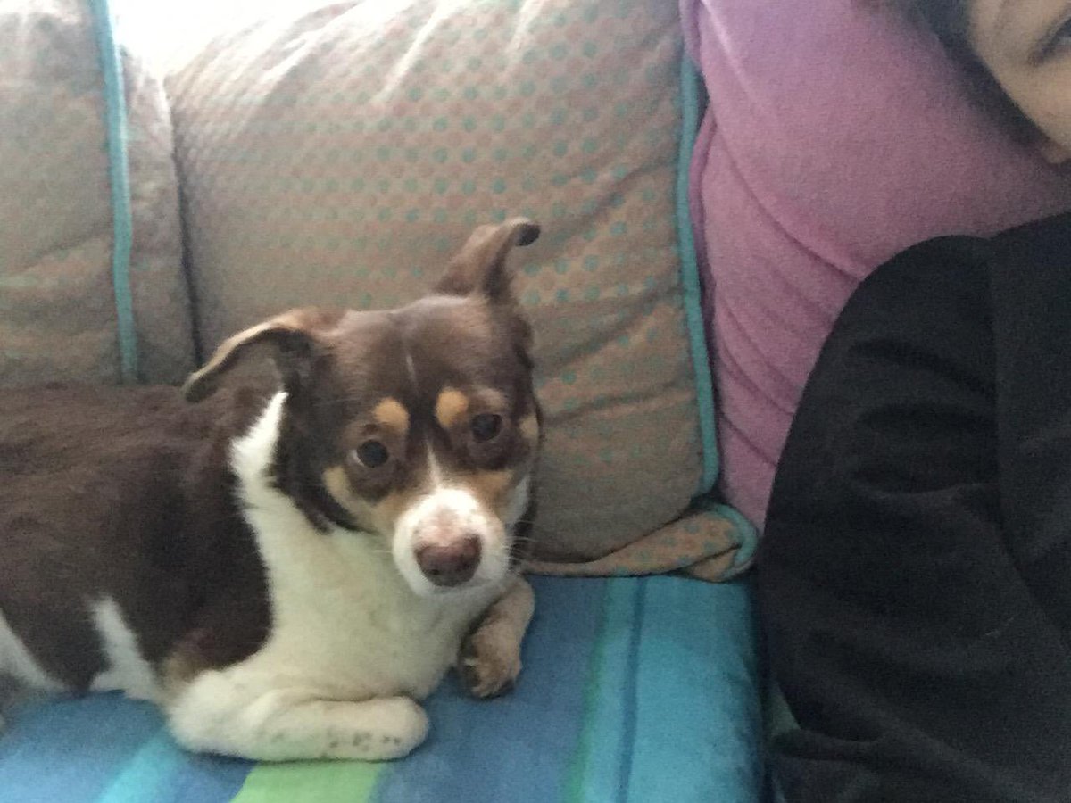 sevalgne2's tweet photo. Buca Hasan Ağa bahçesi civarı İncir isimli köpeğimiz kayıp. Çipli,tasmalı orta ırk. İletişim dm lütfen. Bu akşam üstü kayboldu. Ürkek,adını biliyor,yalvarırız görenler iletişim 🙏 #buca #bucabld @bucasarimasa  #izmir #hayvanseverler @izmirgibiyiz @izmirhim https://t.co/FH6glCZnzD