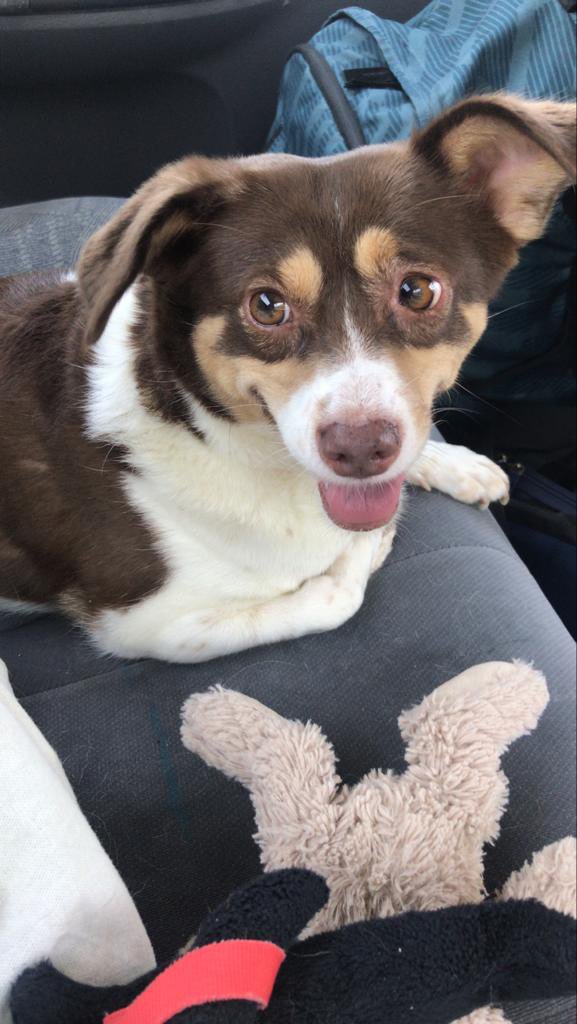sevalgne2's tweet photo. Buca Hasan Ağa bahçesi civarı İncir isimli köpeğimiz kayıp. Çipli,tasmalı orta ırk. İletişim dm lütfen. Bu akşam üstü kayboldu. Ürkek,adını biliyor,yalvarırız görenler iletişim 🙏 #buca #bucabld @bucasarimasa  #izmir #hayvanseverler @izmirgibiyiz @izmirhim https://t.co/FH6glCZnzD