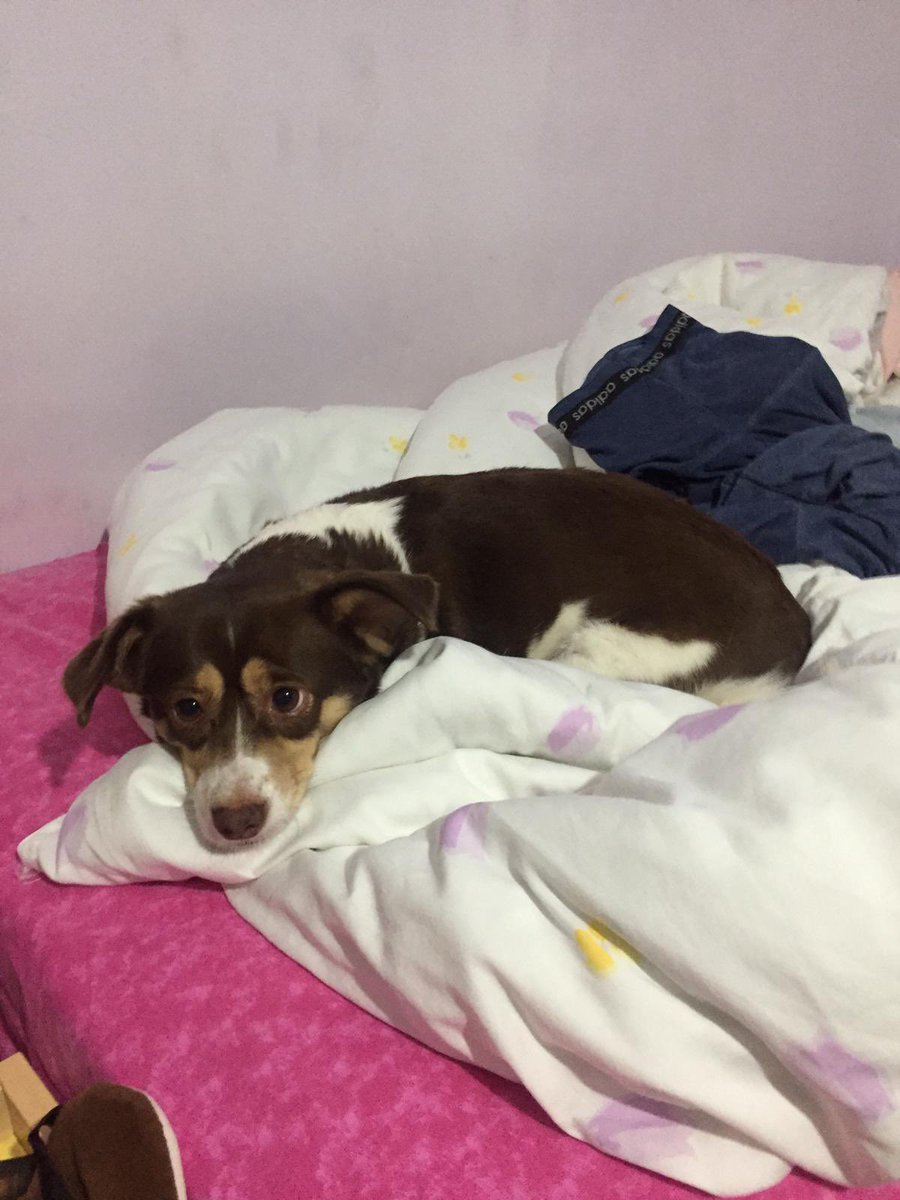 sevalgne2's tweet photo. Buca Hasan Ağa bahçesi civarı İncir isimli köpeğimiz kayıp. Çipli,tasmalı orta ırk. İletişim dm lütfen. Bu akşam üstü kayboldu. Ürkek,adını biliyor,yalvarırız görenler iletişim 🙏 #buca #bucabld @bucasarimasa  #izmir #hayvanseverler @izmirgibiyiz @izmirhim https://t.co/FH6glCZnzD