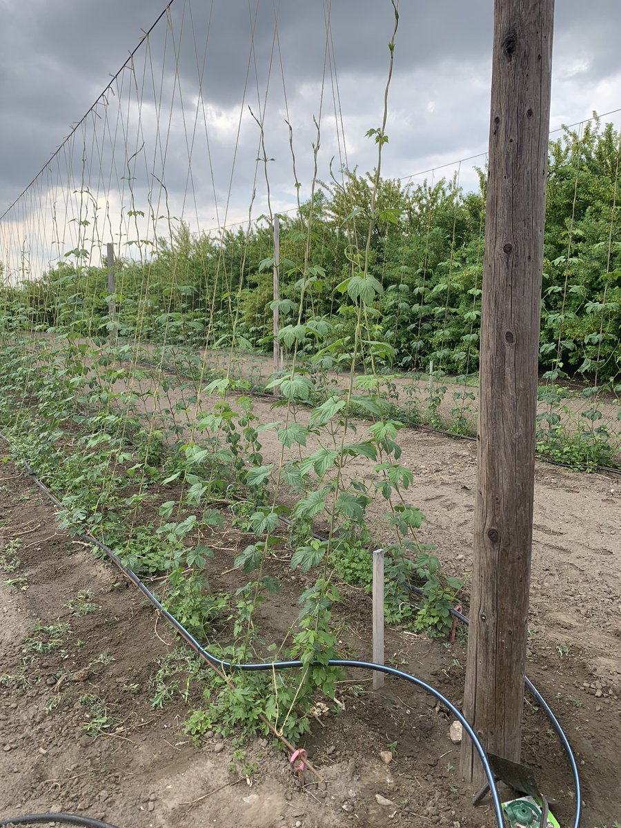 StonyslopeBrews's tweet photo. Our hops plant is 9 feet tall as of Friday May 26. Last week was 5 feet. That means it grew almost 7 inches per day. #ABhops #yycbeer #drinklocal. https://t.co/pG7ykCpLDO