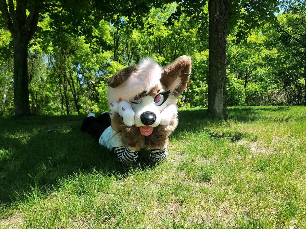 Indie_yote's tweet photo. I had fun at the mn fur picnic #furry #fursona #fursuit #mnfur https://t.co/lUYeC5U2Jx