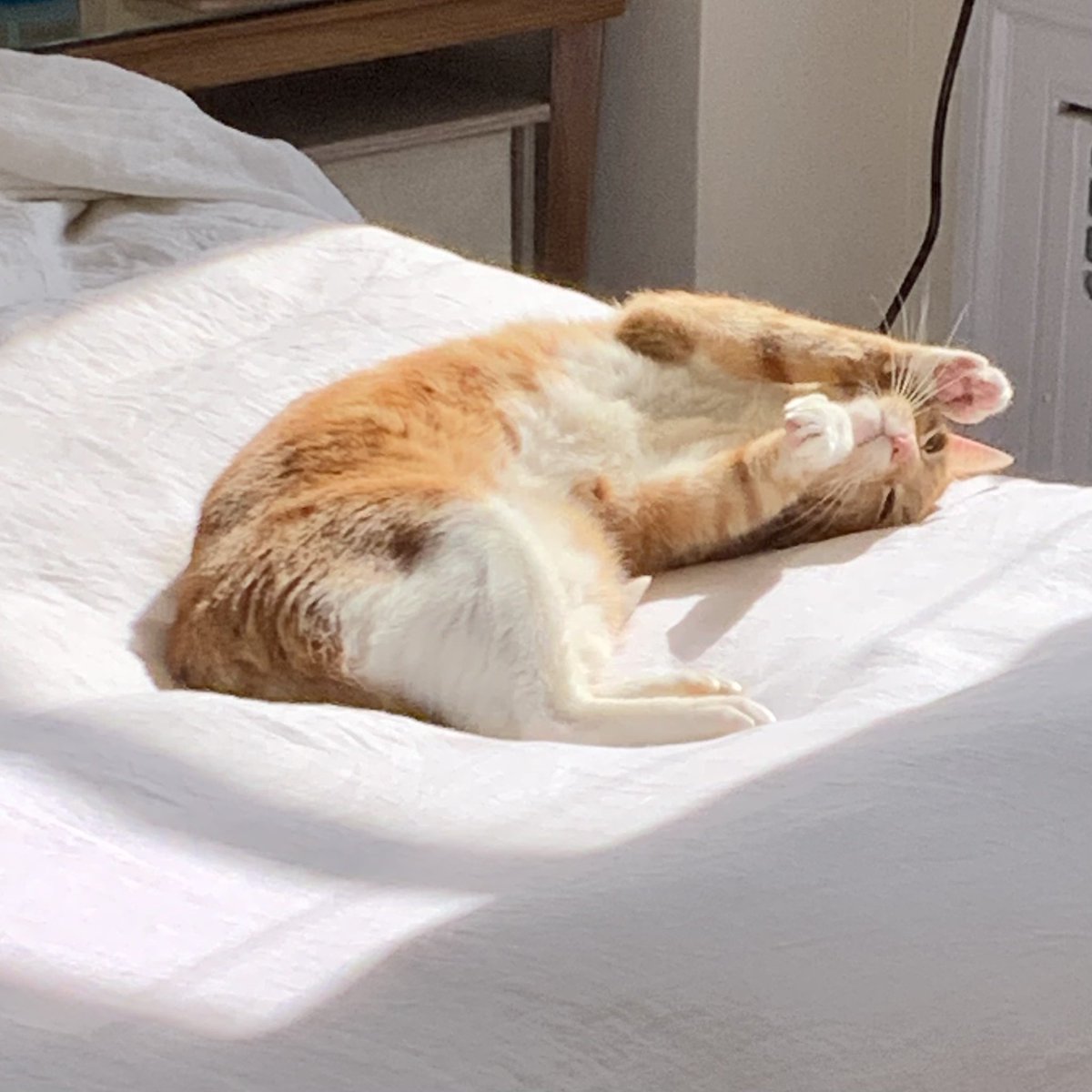 Beatrix T. Cattenborough tweet media