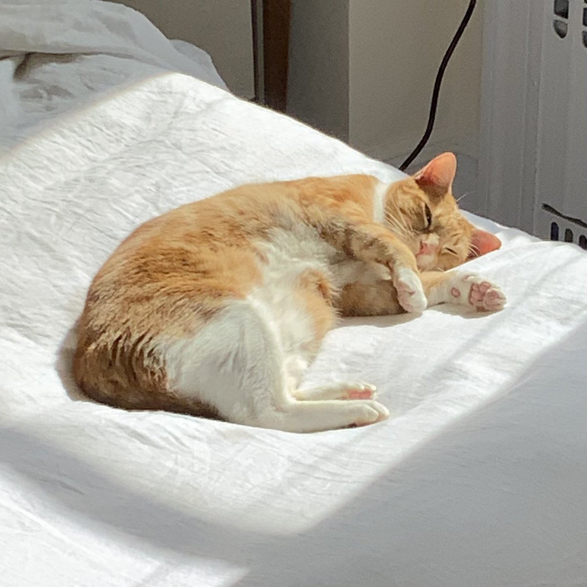 Beatrix T. Cattenborough tweet media