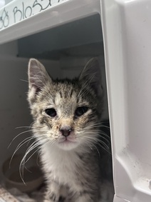 *SHELTER PLEA* SICKLY 7 WEEK OLD CHERRY BLOSSOM IS LOOKING FOR A HOME TO PLAY AROUND IN ALL DAYYYY - FOUND AS A STRAY UNDERWEIGHT AS WELL AS WITH AN URI HELP GET THIS KITTY OUTSIDE OF THE SHELTER. facebook.com/photo.php?fbid…
