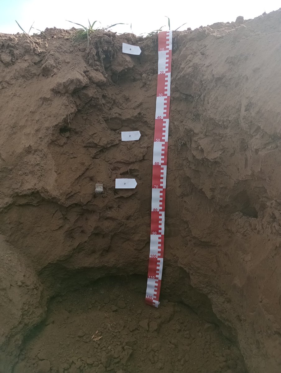 Juan Cruz Colazo tweet media