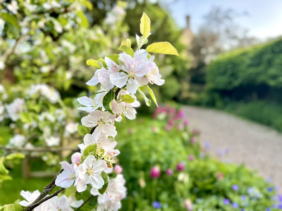 HeadGardenerCPL's tweet photo. The blossom of the apple trees (‘Doctor Harvey’ and ‘Dumelow’s Seedling’) at #quebechouse is still holding on.
‘Doctor Harvey’ is one of the oldest English cooking apple varieties. ‘Dumelow’s Seedling’ is a late harvesting cooker that keeps well into the following year. https://t.co/45uZLt5y73