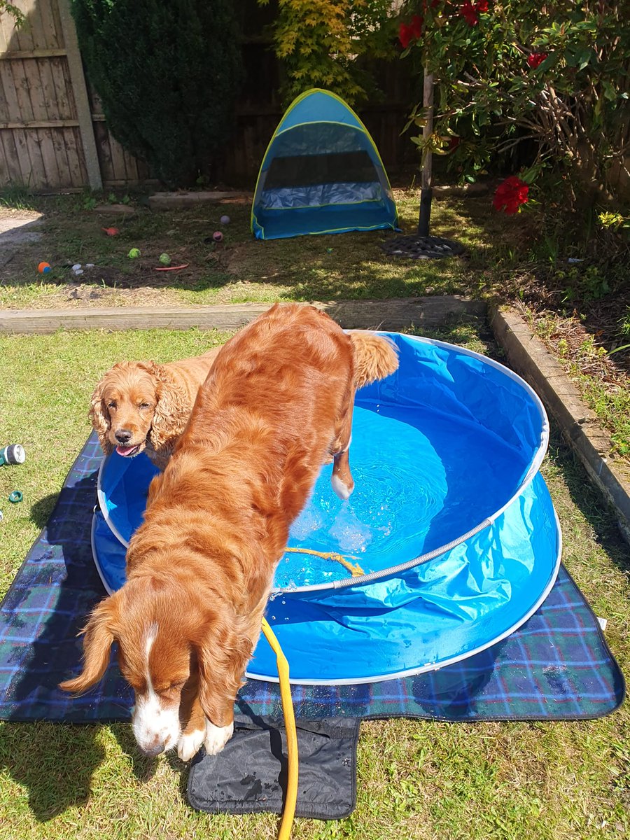 Fun time in the sun with <a href="/bloom_gal/">Milly - Golden Bloom Gal</a> . #funinthesun <a href="/LisaSchofield76/">Lisa Schofield</a> #dogsoftwitter