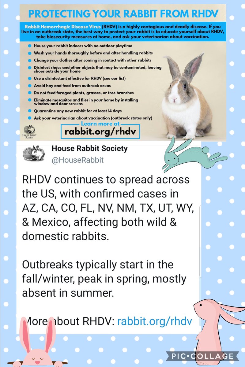 #OTLFP 
Do you have rabbits? Are your rabbits protected from RHDV? 🐇 House Rabbit Society @HouseRabbit has very helpful information to keep your rabbits healthy & happy. Learn more at rabbit.org/rhdv 🐰🐇