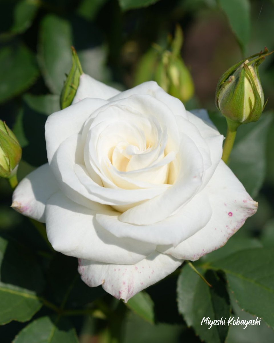 344koba's tweet image. おはようございます！ ＋3877

Good morning my friends!
Have 'a great Sunday :-)

今日も薔薇をお届け♪(2023.5.11撮影) 

『#スーパーキャンディ』
   #SuperCandy

まっ白で可愛らしい薔薇♪
 詳細不明
#大野町薔薇公園 にて