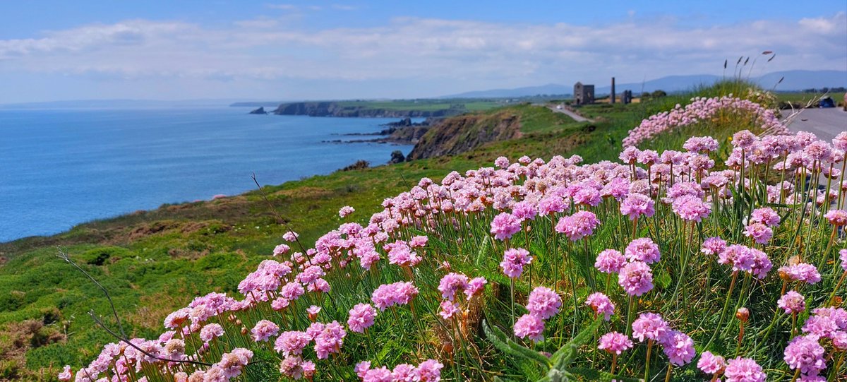 Patrick Kenealy tweet media