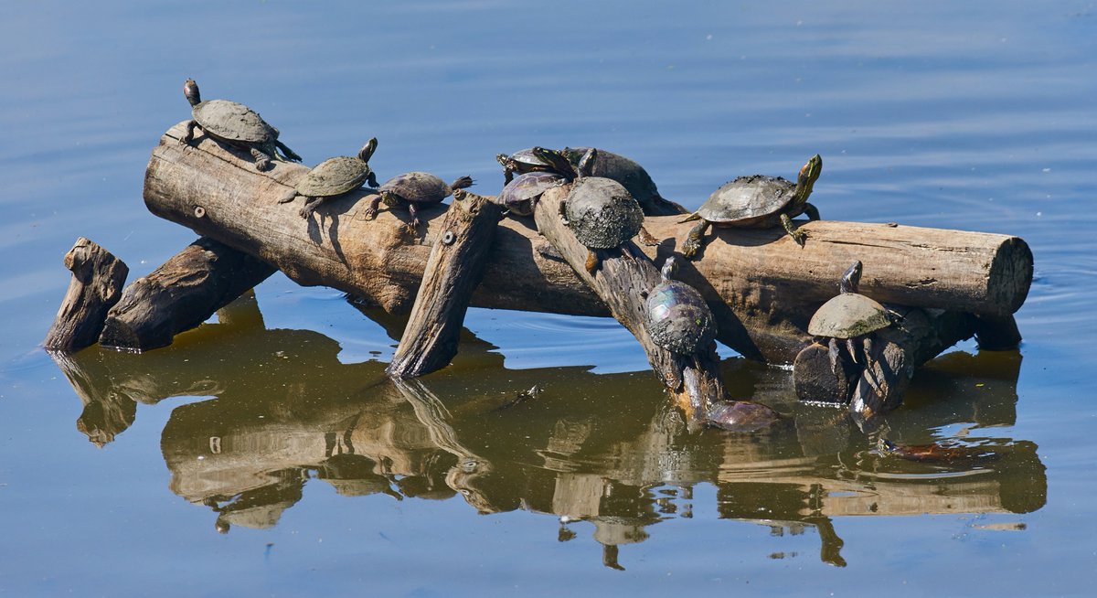 Today at John Heinz NWR. A gathering of turtles. They. were. everywhere. Enjoying this brilliant weather.

Shot with an old DSLR. Sony A500 + 150-500mm zoom. 
#photography #turtles #JohnHeinzNWR #USFWS