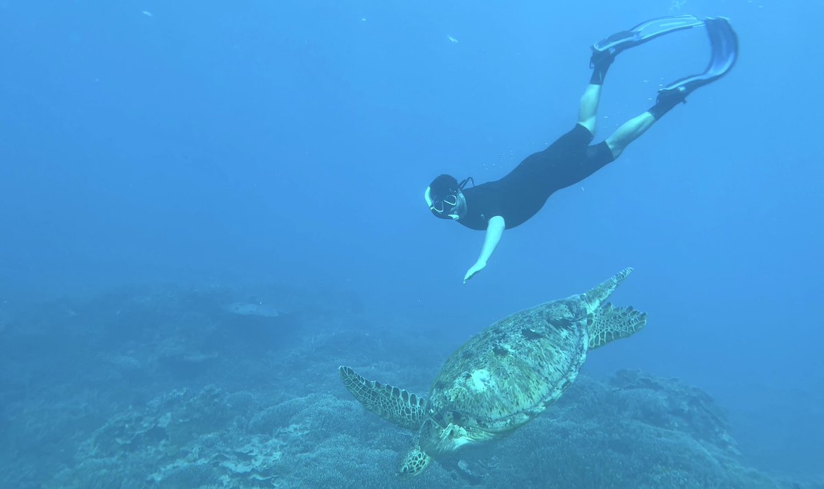 Swimming with sea turtles never gets old! 😍 @LadyElliotGBR 🐢 📸 @chandlerpowell9