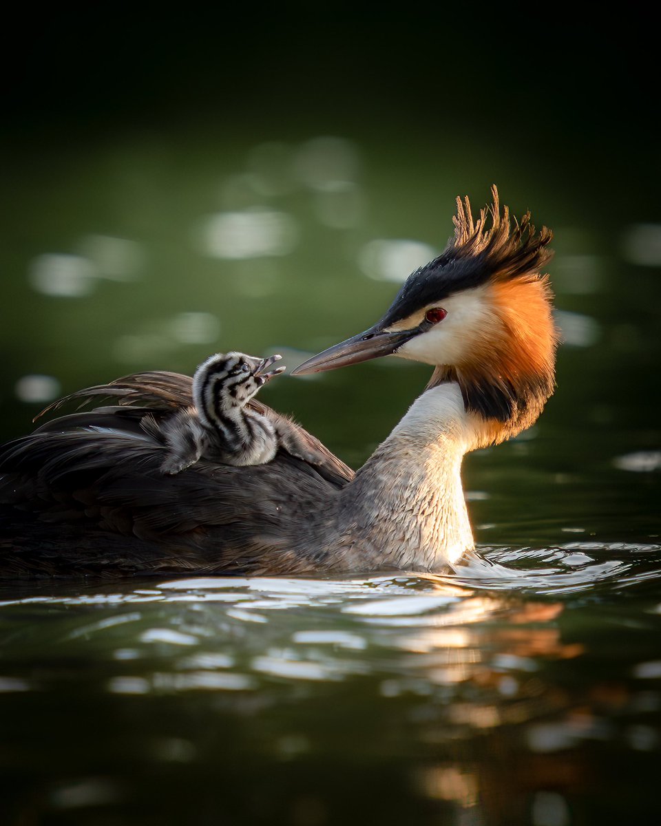 🚨 Grebe update! 🚨 While normal people went about their summer activities of bbqs and going to the pub, I waited all day knowing the sunset on the lake would be stunning tonight .. It was beautiful in so many ways 💕 #wildlife #wildlifephotography #photography #nature #summer