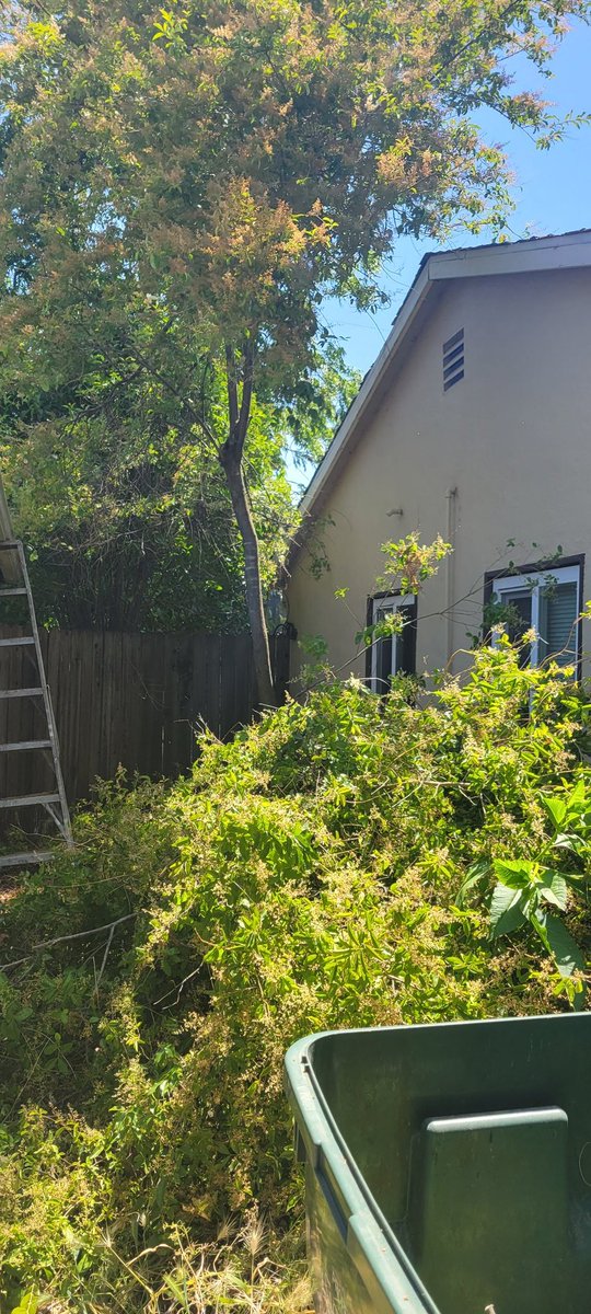 Yard work on a Saturday deserves some beers (and water apparently @Whorror_Fiend 🤣🤣🤣).
#yardwork #Saturdays #drinkydrinky