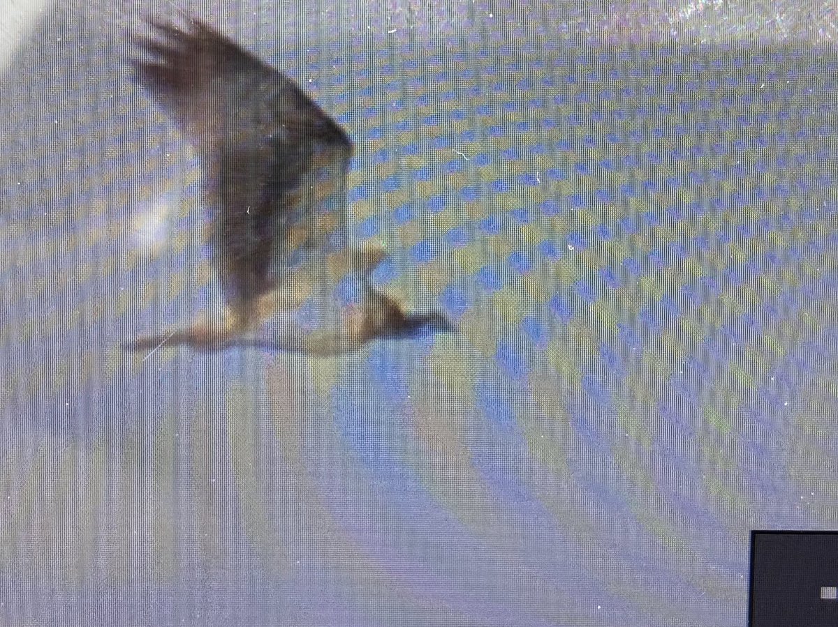 cianbirder's tweet photo. Back of the camera until back home from the corncrake festival 2023 on Inishbofin, Galway. Osprey that flew over while we watched the seabird colonies! #guiding #birdfinding https://t.co/GGRNRzr33B