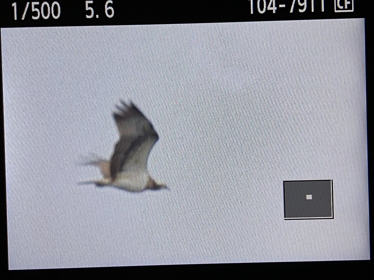 cianbirder's tweet photo. Back of the camera until back home from the corncrake festival 2023 on Inishbofin, Galway. Osprey that flew over while we watched the seabird colonies! #guiding #birdfinding https://t.co/GGRNRzr33B