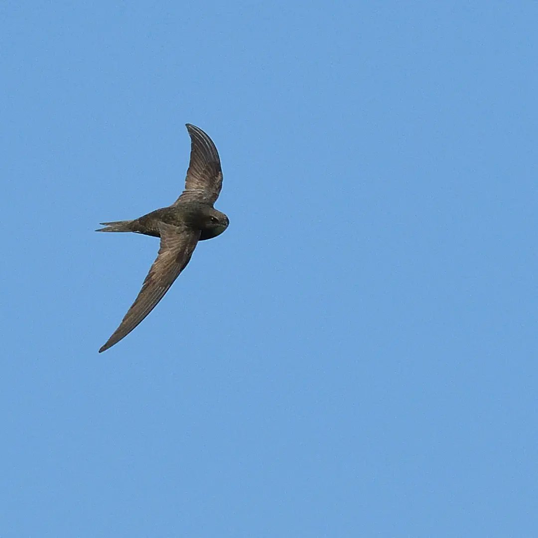 My best attempt yet of a swift.  Tried the 3d tracking mode on my camera. It did help.
#rspb_love_nature #swift #rspbrainhammarshes