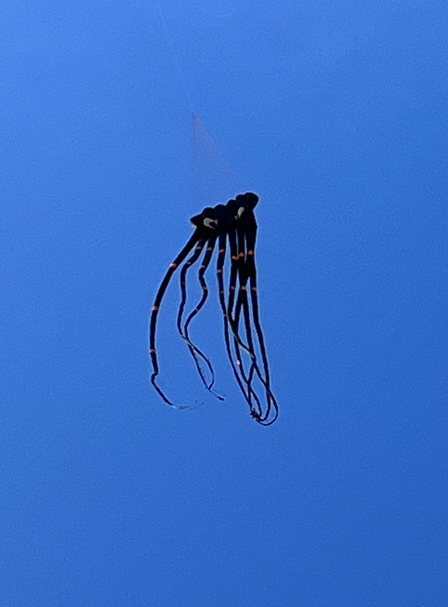 Octopus 🐙 fly, Rockaway beach