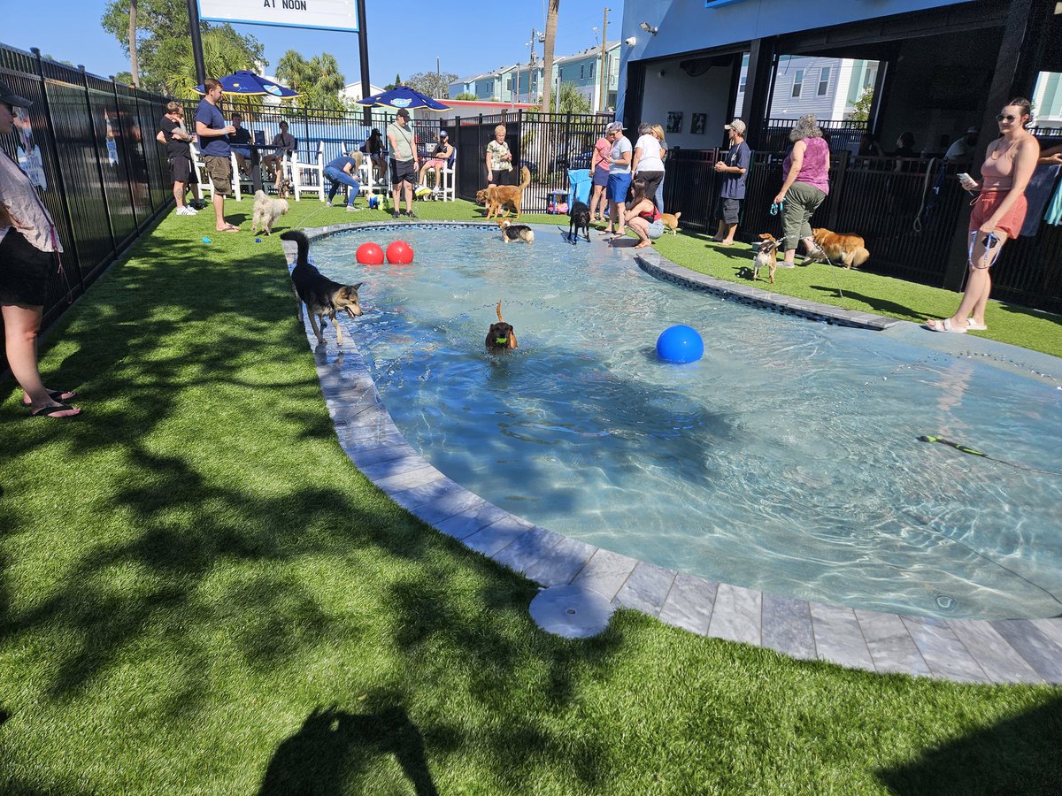 Florida Man World's Superhero on Twitter "Hit the new dog bar in St