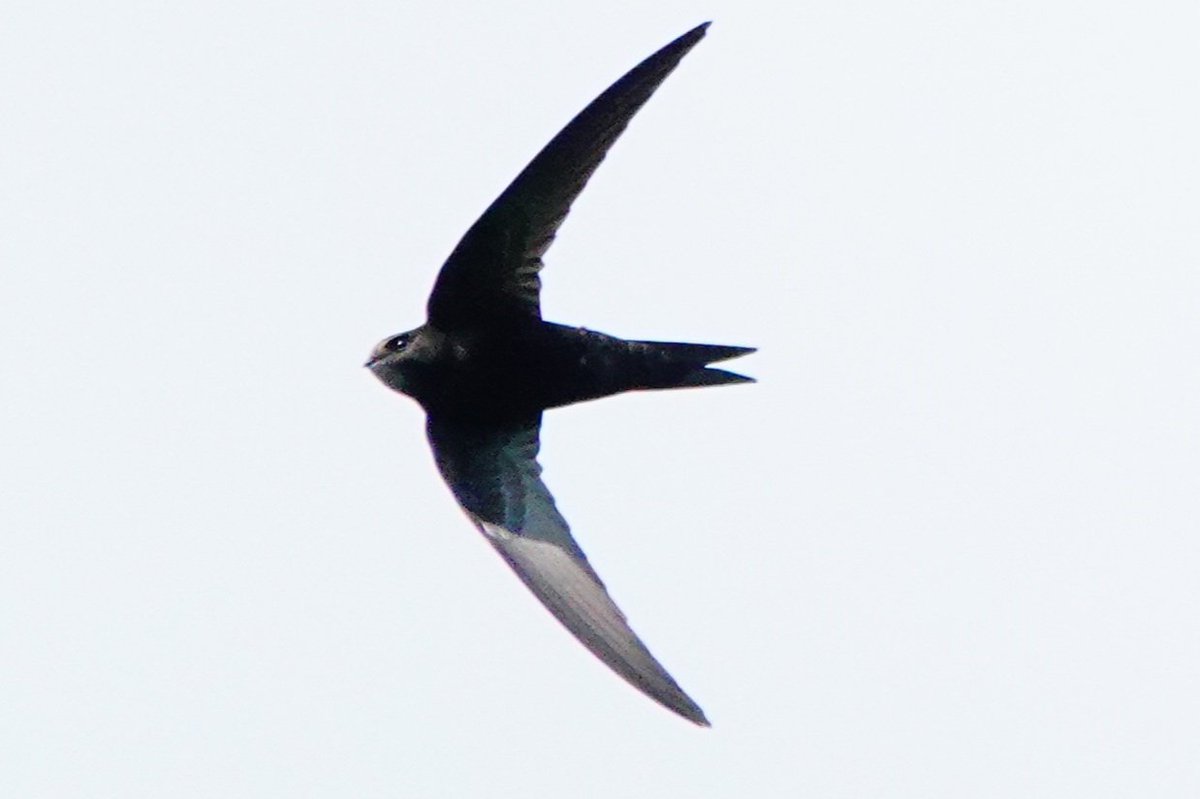 tracy_ann63's tweet photo. Swifts whizzing about https://t.co/ndbAaPByqq