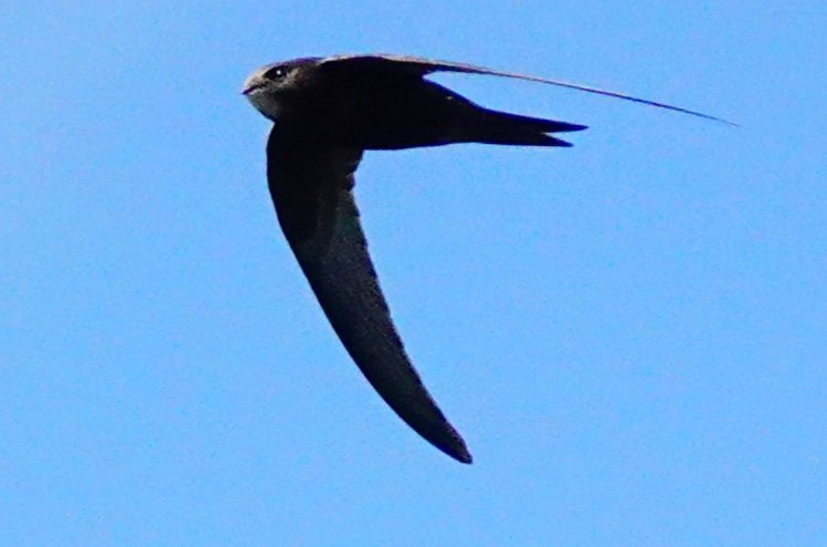 tracy_ann63's tweet photo. Swifts whizzing about https://t.co/ndbAaPByqq