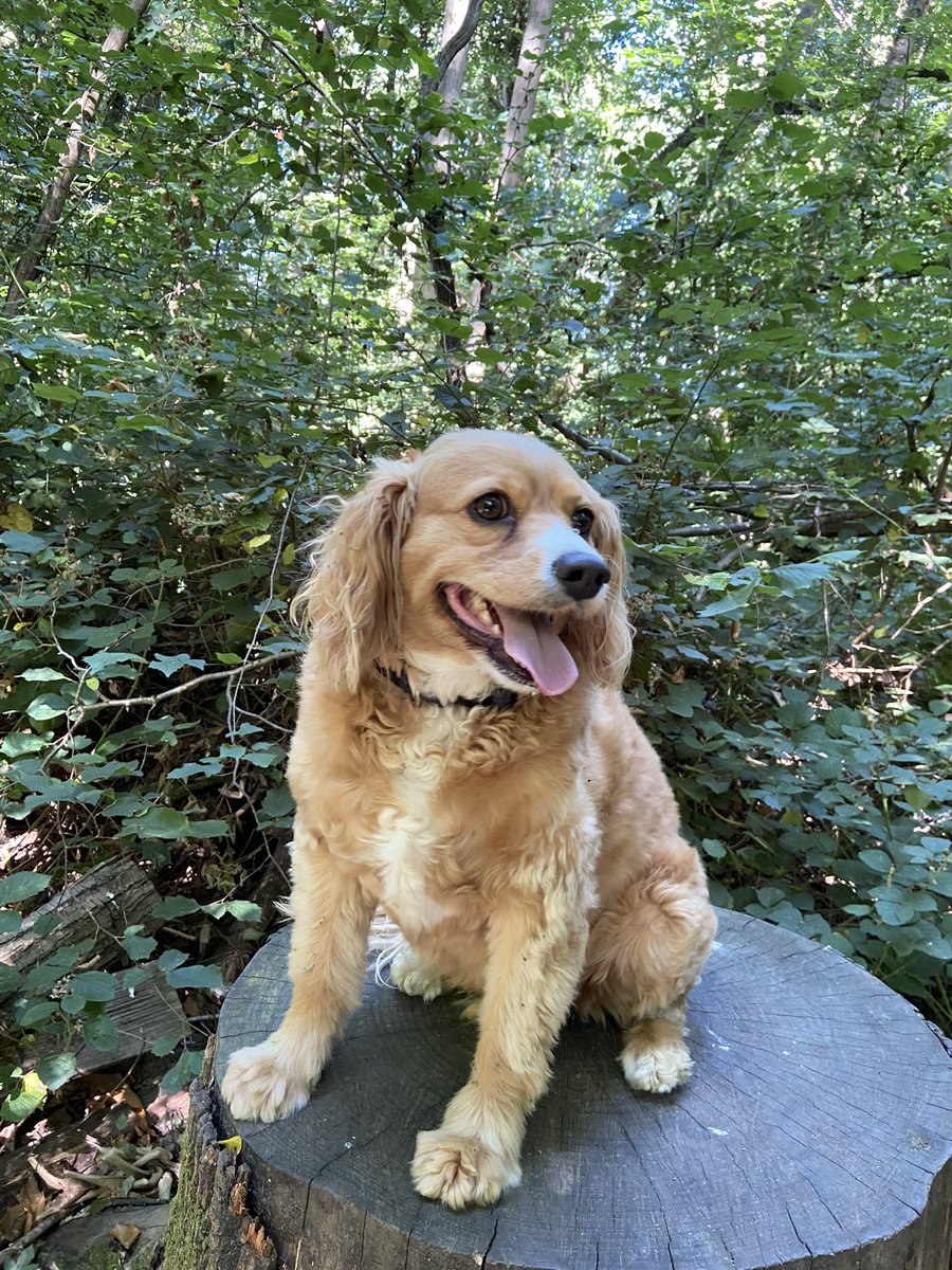 @MsLPrimary Cavapoos are the best! Clever, empathetic, great natured. Here is our gorgeous boy, he is also a PAT dog at my school, photo taken after a session with a small person!