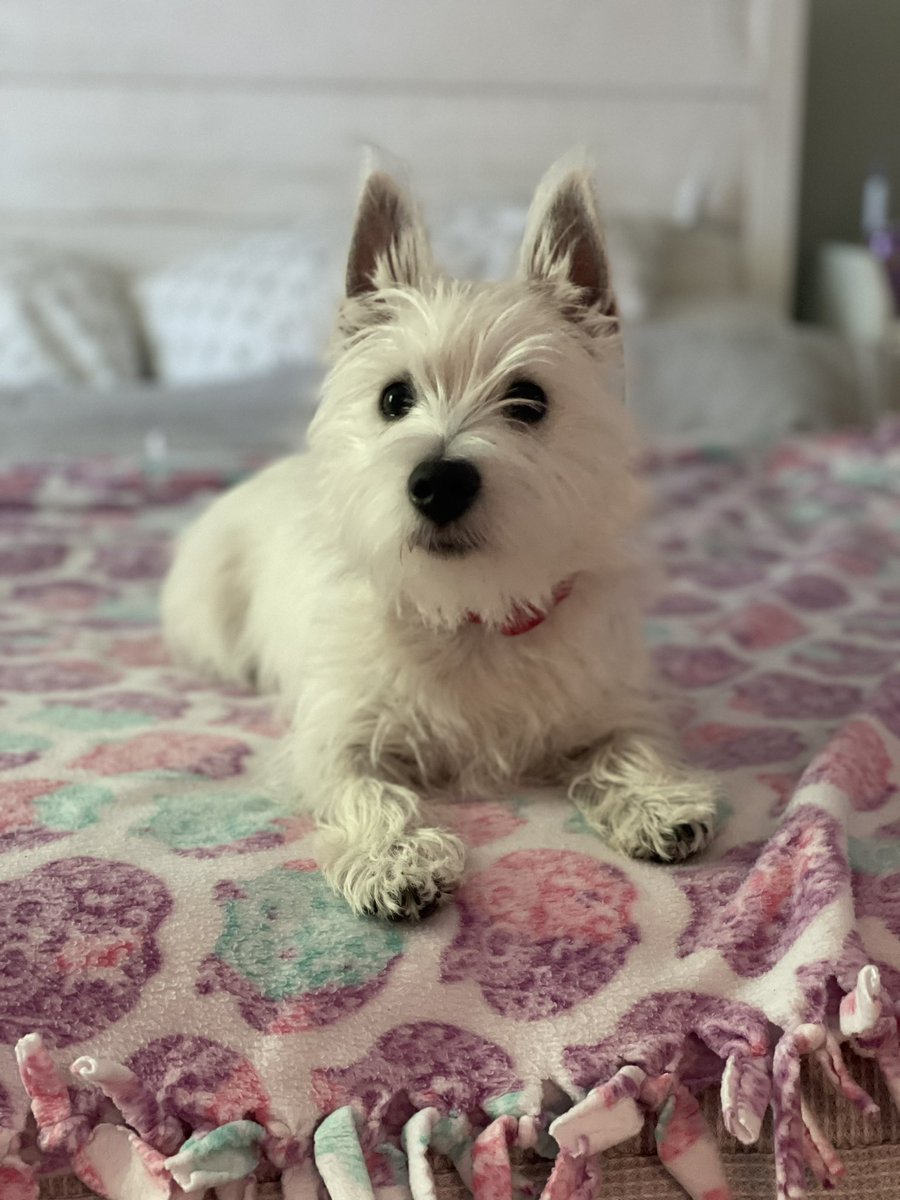 I’d like everyone to meet Walter Elias Westie, my new fur son. It’s been too long since my dear Bunny passed away so we welcomed this little one into our family. Isn’t he the cutest? #westiesoftwitter