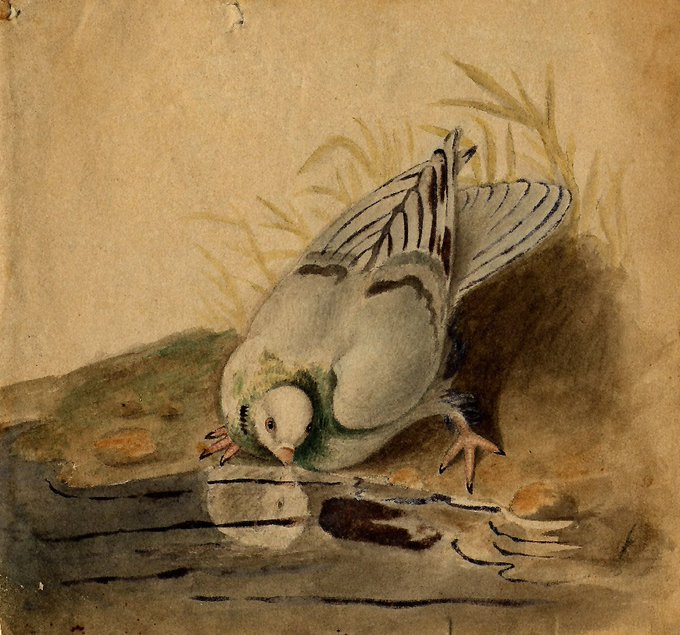 'Pigeon drinking at a pool' by Charles Catton (1728-1798). 
via Cromer Museum @CromerMuseum