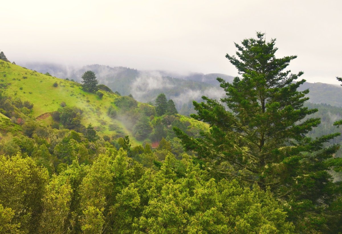 #Caretaker needed for an established #MarinCounty. #California  club, overlooking #MuirWoods. Details about this new position were sent out to our paid subscribers in our latest email update. Please email caretakergazette@gmail.com