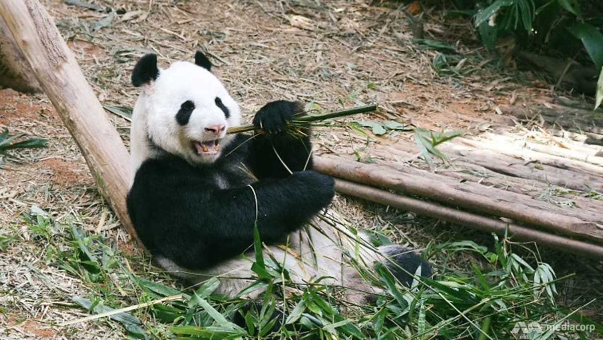 CNA Explains: China’s soft panda power in a time of hardening geopolitical tensions cna.asia/3oHZz2C