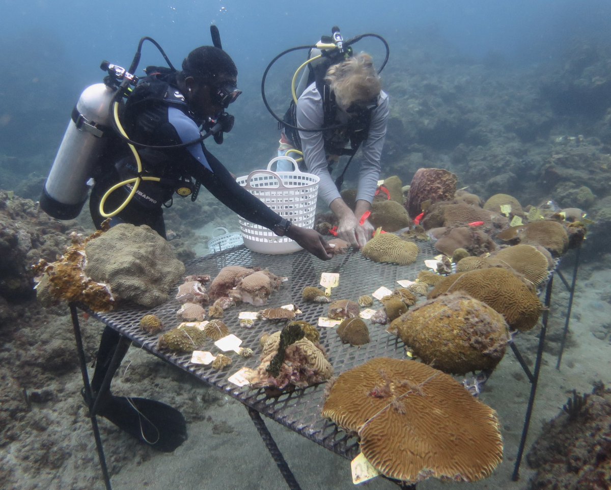 MorrisLeigh's tweet photo. Joined #ScubaMontserrat team today, relocating rare coral species from the area that has been designated for the new #Montserrat port, onto translocation tables in the neighboring Rendezvous Bay #Fascinating #BlueBelt #coral #gboceans 🪸🇲🇸 https://t.co/ZERgCTKc7Q