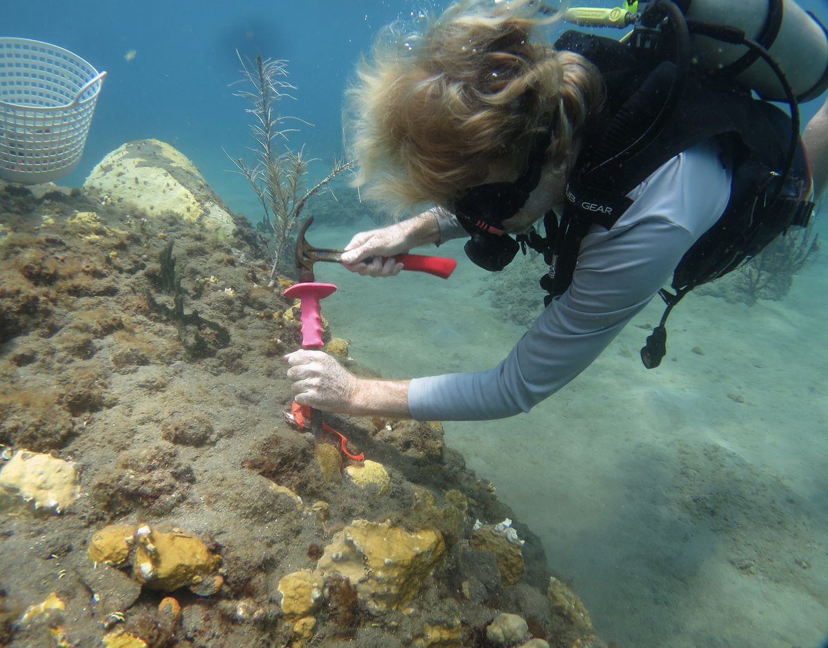 MorrisLeigh's tweet photo. Joined #ScubaMontserrat team today, relocating rare coral species from the area that has been designated for the new #Montserrat port, onto translocation tables in the neighboring Rendezvous Bay #Fascinating #BlueBelt #coral #gboceans 🪸🇲🇸 https://t.co/ZERgCTKc7Q