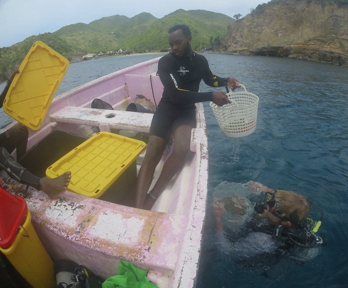 MorrisLeigh's tweet photo. Joined #ScubaMontserrat team today, relocating rare coral species from the area that has been designated for the new #Montserrat port, onto translocation tables in the neighboring Rendezvous Bay #Fascinating #BlueBelt #coral #gboceans 🪸🇲🇸 https://t.co/ZERgCTKc7Q