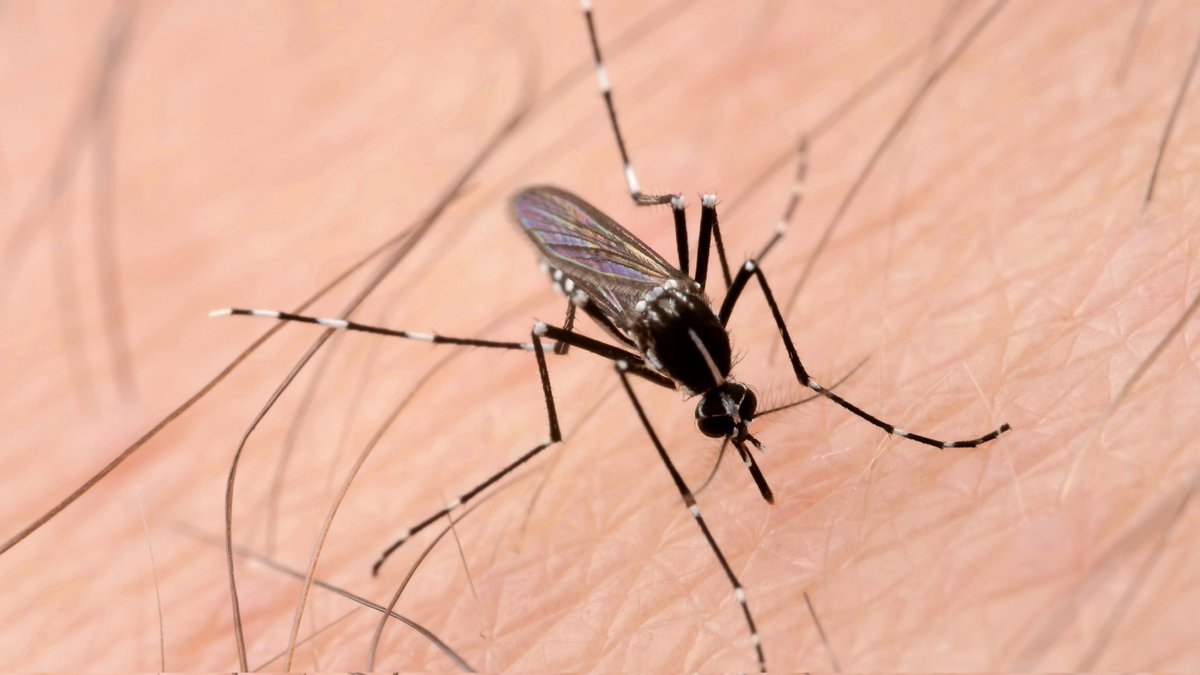 Mosquitoes are so nice. They pose for you when you want to take a portrait.  It's just that i have this weird hitchiness side effect.
Aedes albopictus, FL.