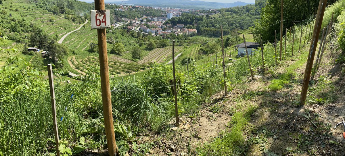 Chris Sciacca (@chrispsciacca) on Twitter photo <a href="/LemieuxAndrea/">The Quirky Cork</a> <a href="/VintnerProject/">The Vintner Project</a> I can definitely relate. After 25 years in corporate communications I packed away my keyboard and suit for pruning shears and overalls to launch <a href="/KapitelZweiWine/">Kapitel Zwei Wine</a> (in English: Chapter Two) as I start the second chapter of my career. <a href="/LemieuxAndrea/">The Quirky Cork</a> <a href="/VintnerProject/">The Vintner Project</a> I can definitely relate. After 25 years in corporate communications I packed away my keyboard and suit for pruning shears and overalls to launch <a href="/KapitelZweiWine/">Kapitel Zwei Wine</a> (in English: Chapter Two) as I start the second chapter of my career.