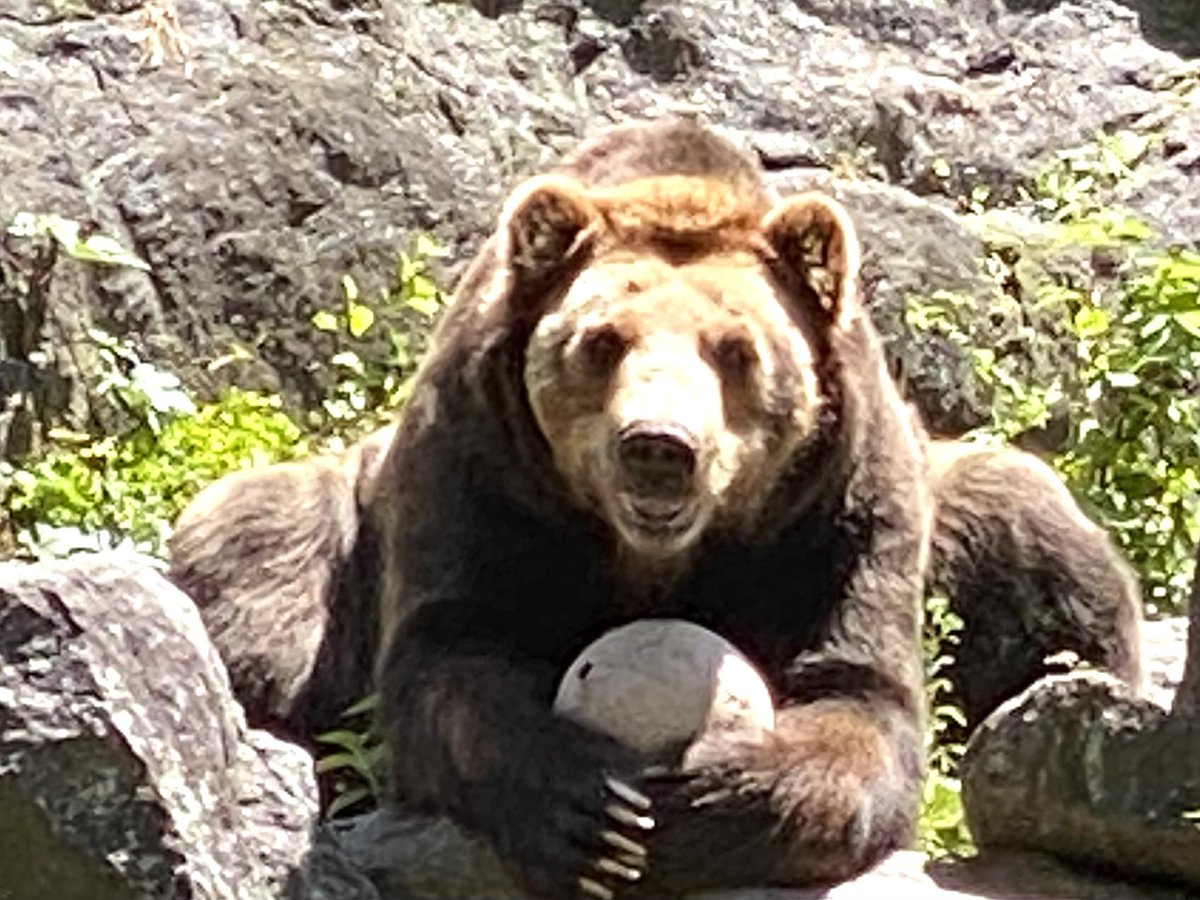 tinydespot's tweet image. Having a ball at the Bronx Zoo.
#BearNecessities