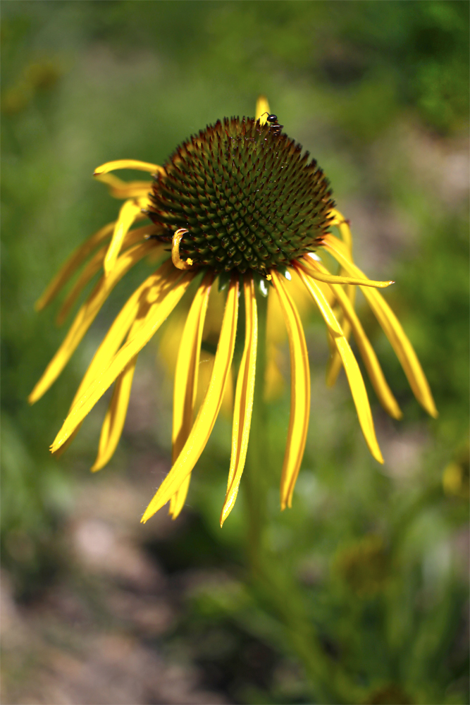 @BraydenCreation A yellow coneflower, and a tiny visitor: