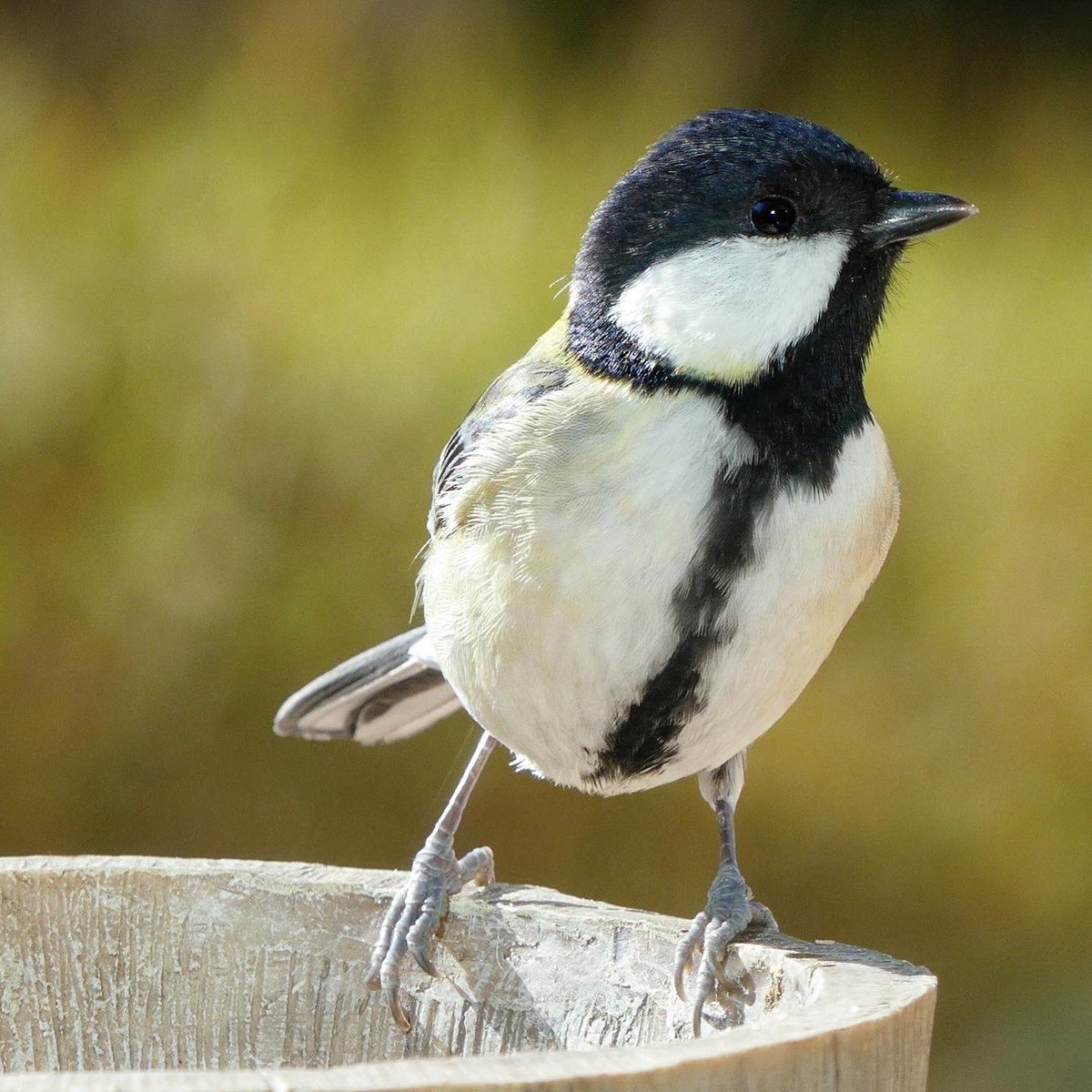 つっぴだよ~( ˆᴗˆ  )🖤🖤
#シジュウカラ #野鳥 #小鳥 #greattit