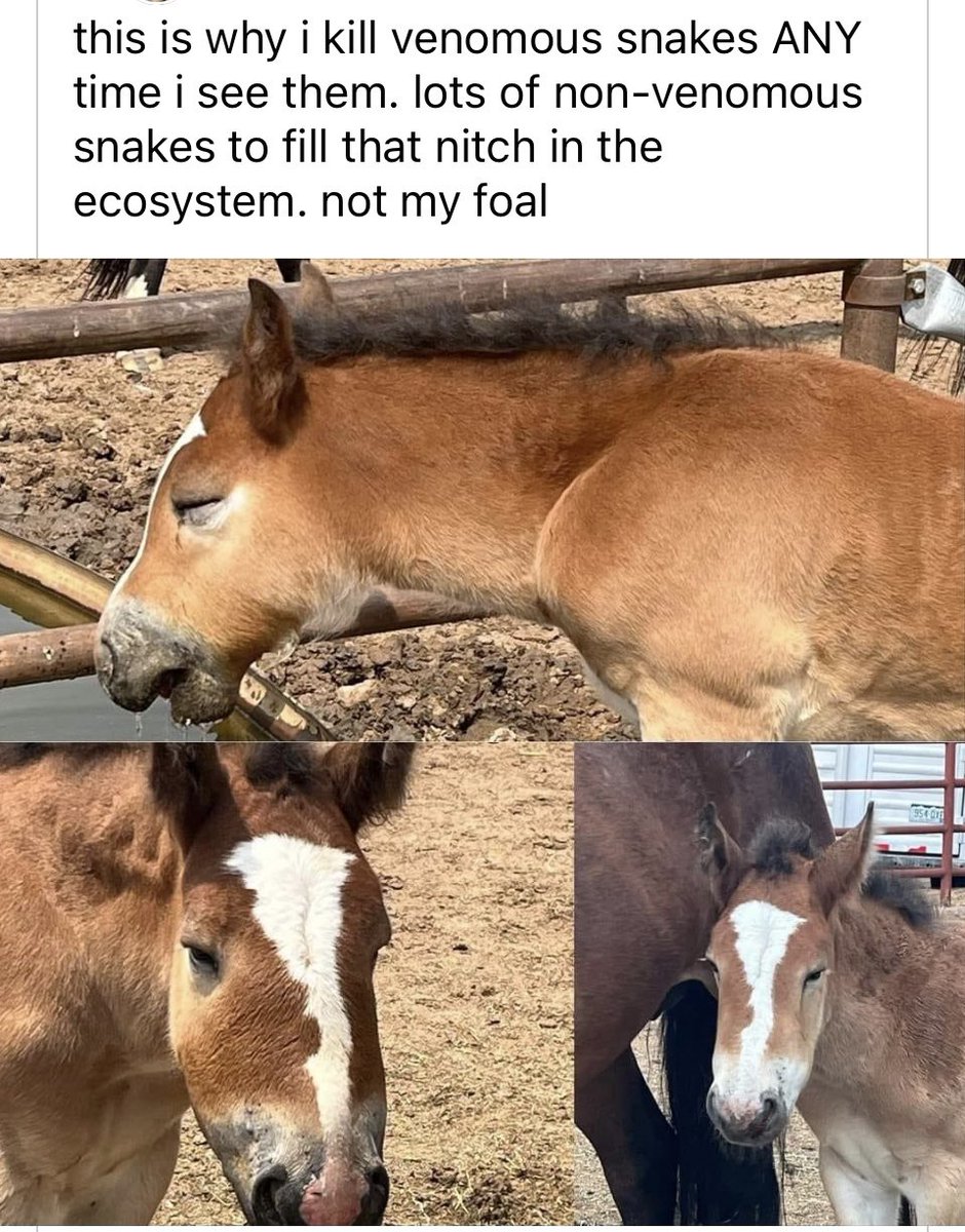 Cathlina Rivas King 🇺🇸 on Twitter "THIS!! I always kill rattlesnakes