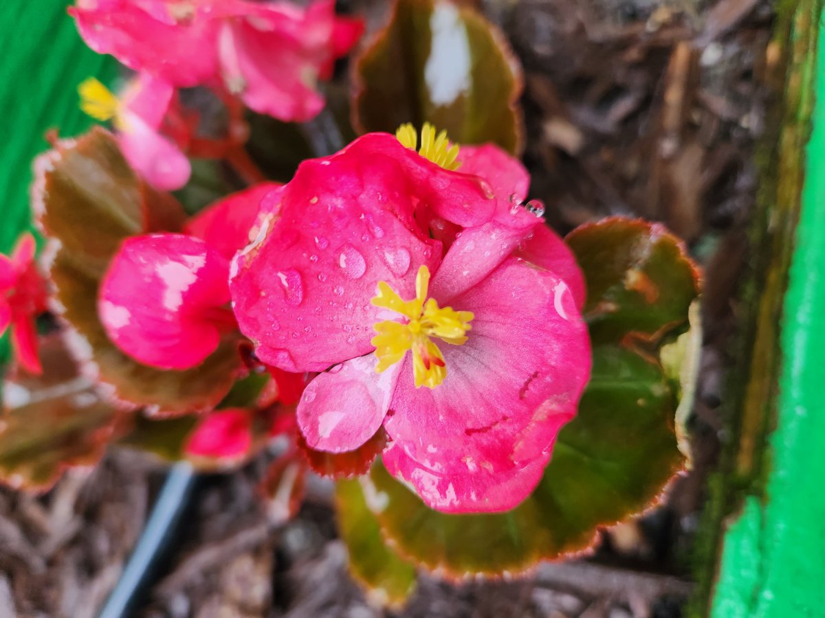 tealseaandsky's tweet image. #latespring #mitzki #firstlove