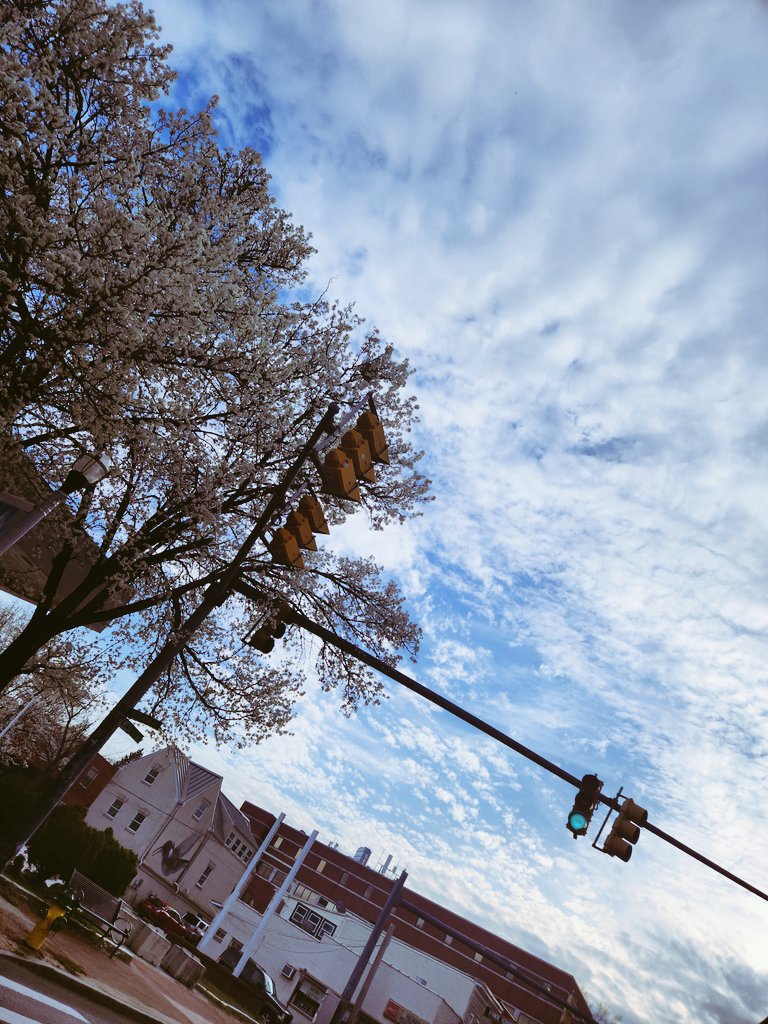 tealseaandsky's tweet image. #latespring #mitzki #firstlove