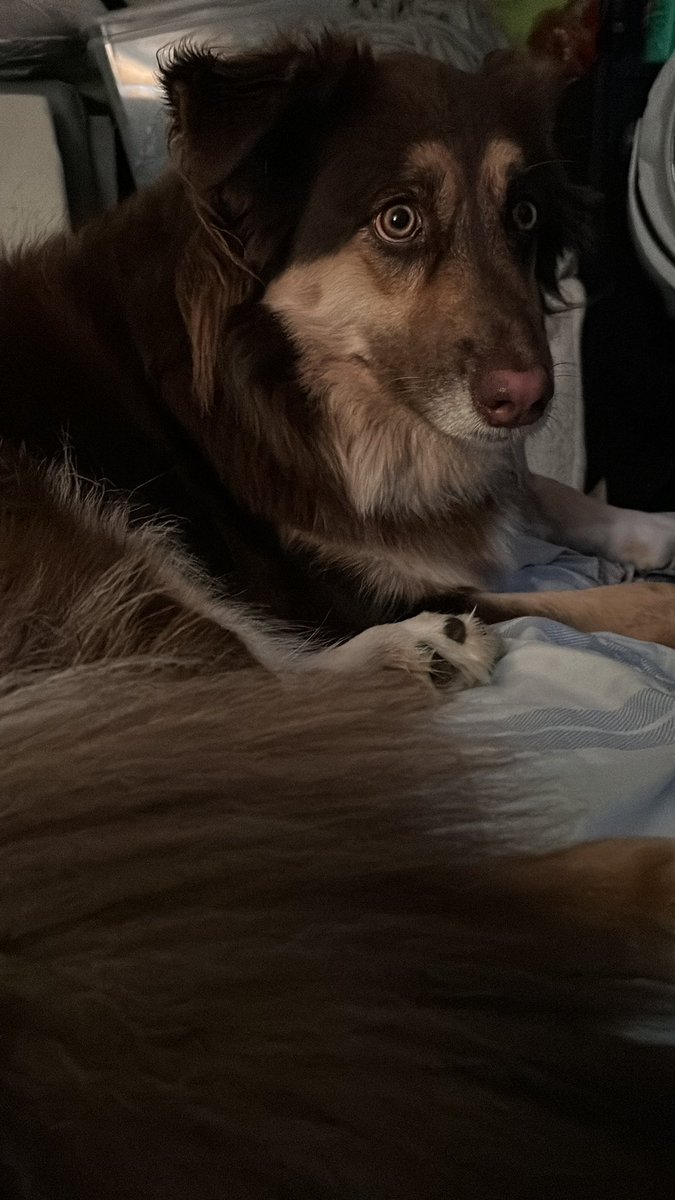 MOM IS HOME AND SHE BROUGHT GRANDMA WITH HER AND I AM SO EXCITED I HAVE TO SIT ON THEM SO THEY DONT GO ANYWHERE!