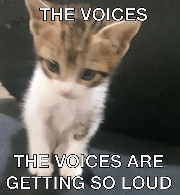 𝙁𝙤𝙤𝙙 𝙎𝙚𝙧𝙫𝙞𝙘𝙚 𝘼𝙝𝙝 𝙎𝙠𝙞𝙩𝙩𝙡𝙚𝙨⁉️ (@mcskittys) on Twitter photo 