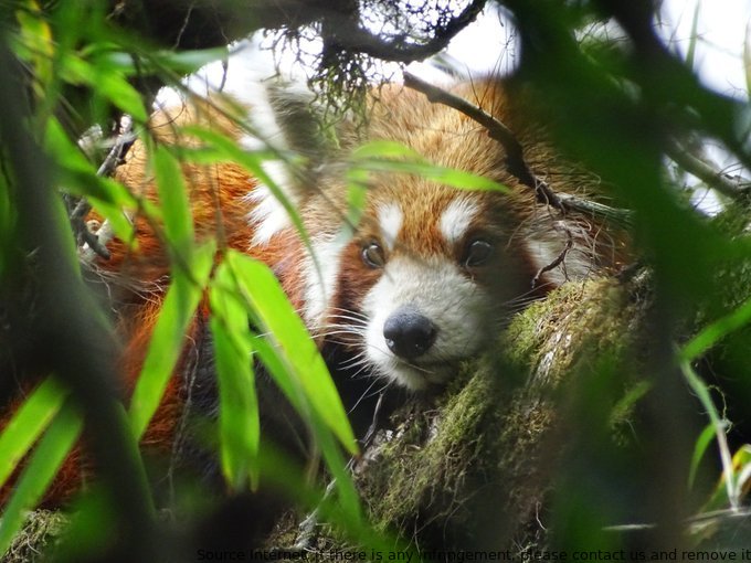 Red pandas are endangered due to habitat loss & poaching for their skins which are made into hats in China. Only a couple of thousand remain. #MammalWatching #WildNepal #Nepal #Dinosaurs