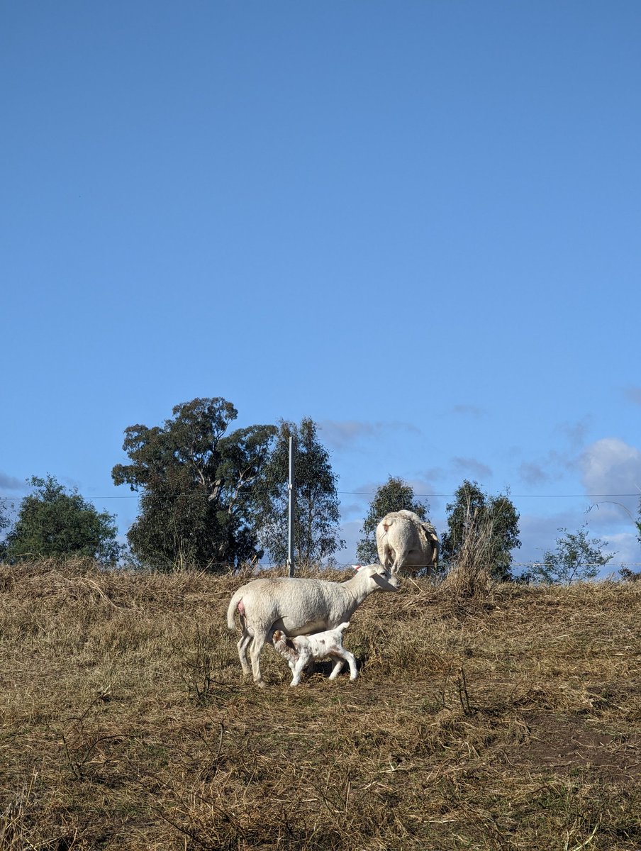 Sheep are incredible.

Early maturity. Short gestation. Fast growth = early harvest. Feed efficient. Taste amazing.

Sheep deserve to be elevated on the carnivore platform. Let's make lamb chops sexy.