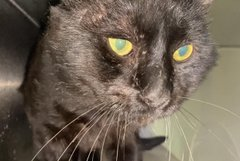 PeterAskin1's tweet image. Oldie black boy kitty &quot;Dax&quot; #A779928 at the #Devore shelter in #SanBernardinoCA cries out for a safe refuge which he won&apos;t find there! I know little about this fellow but I know he needs out now! Adopt! Pledge for rescue! (*Contact info below)
VERY URGENT!
facebook.com/photo?fbid=628…