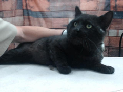 PeterAskin1's tweet image. Oldie black boy kitty &quot;Dax&quot; #A779928 at the #Devore shelter in #SanBernardinoCA cries out for a safe refuge which he won&apos;t find there! I know little about this fellow but I know he needs out now! Adopt! Pledge for rescue! (*Contact info below)
VERY URGENT!
facebook.com/photo?fbid=628…