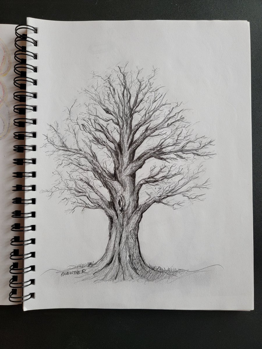 Tree. Pencil. #treeart #tree #treesketch #pencildrawing #graphitedrawing #sketchbook