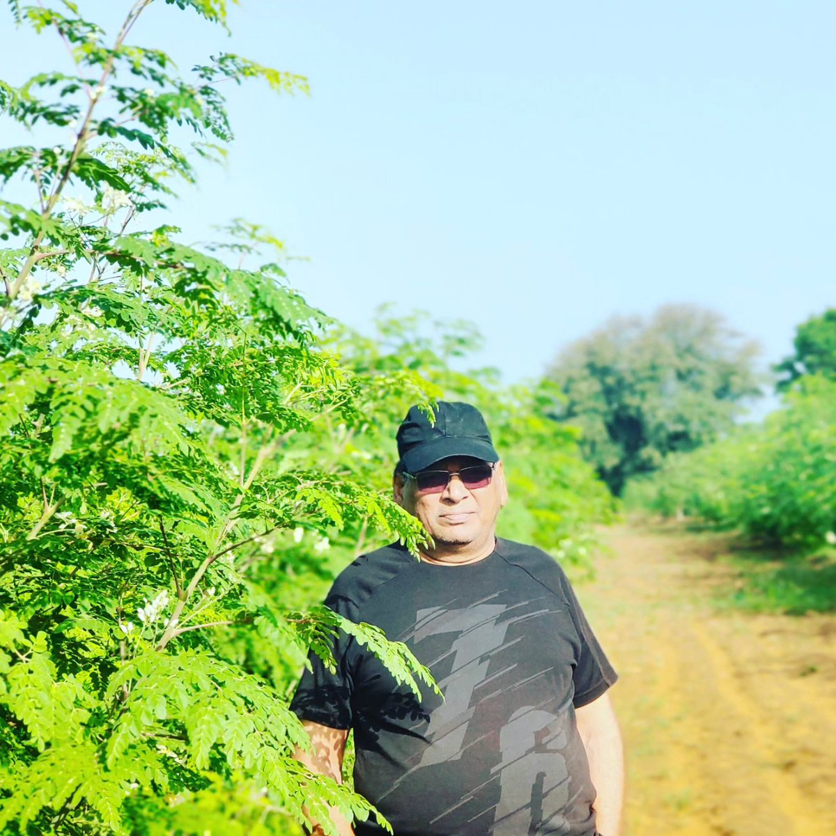 I use my expertise to help creative entrepreneurs to grow their #Moringa Farm and Business : dp Maharshi