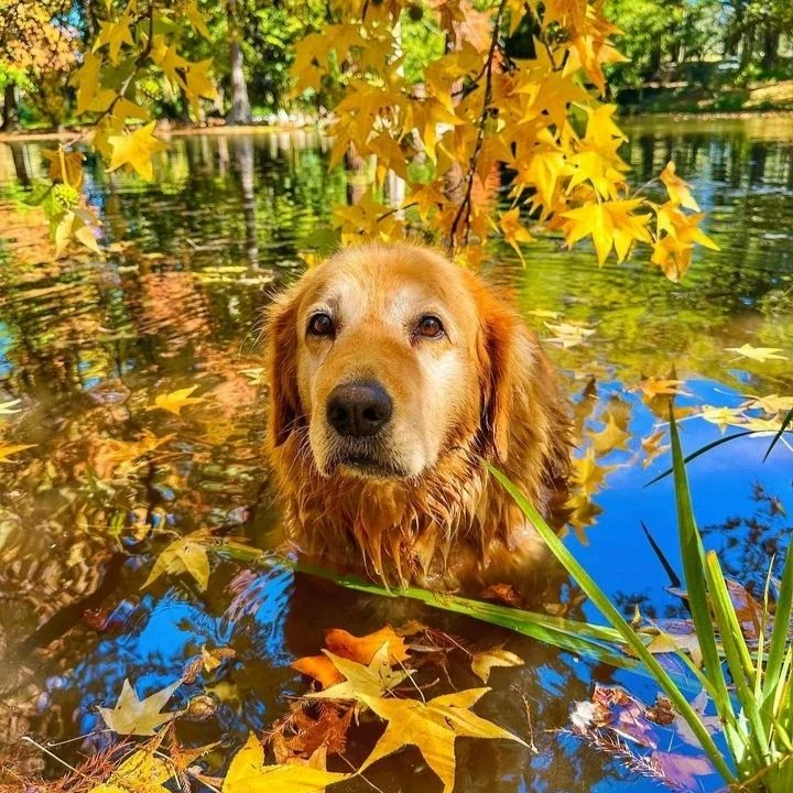 Catalina <a href="/goldenloverzone/">Golden Retriever Lover Zone</a> <a href="/CuteGoldens/">Golden Retrievers</a> #otoño